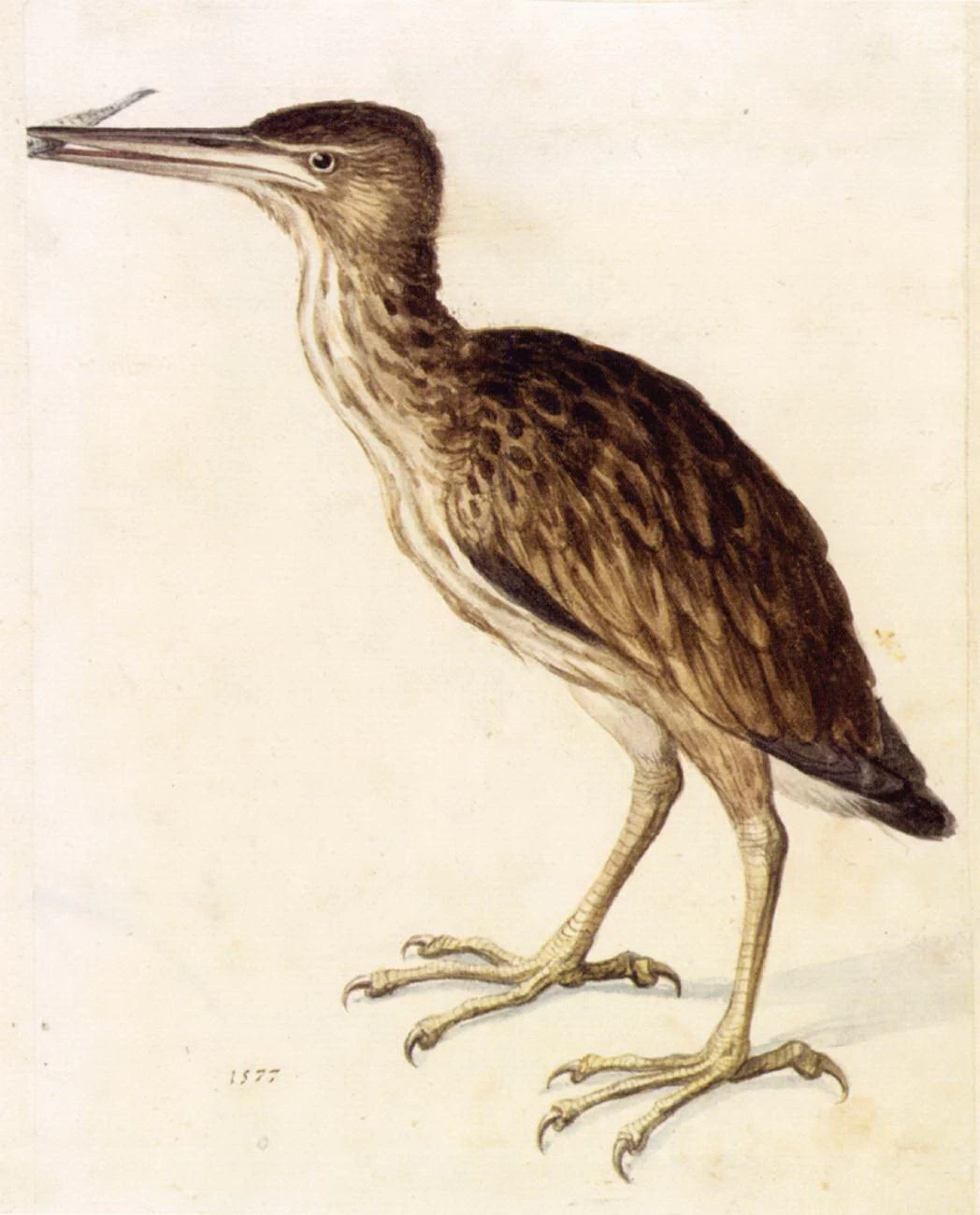 Studio di animali - Österreichische Nationalbibliothek, Vienna